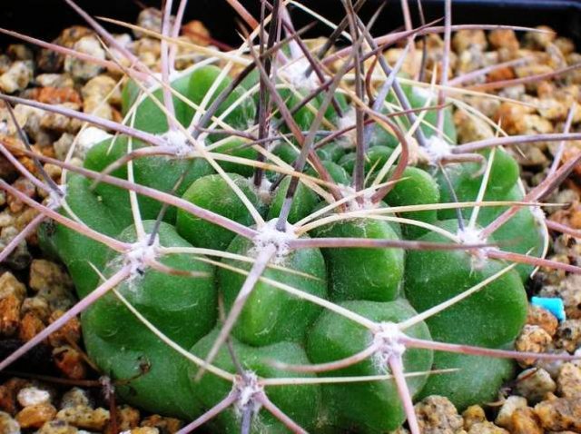 Gymnocalycium_hybopleureum